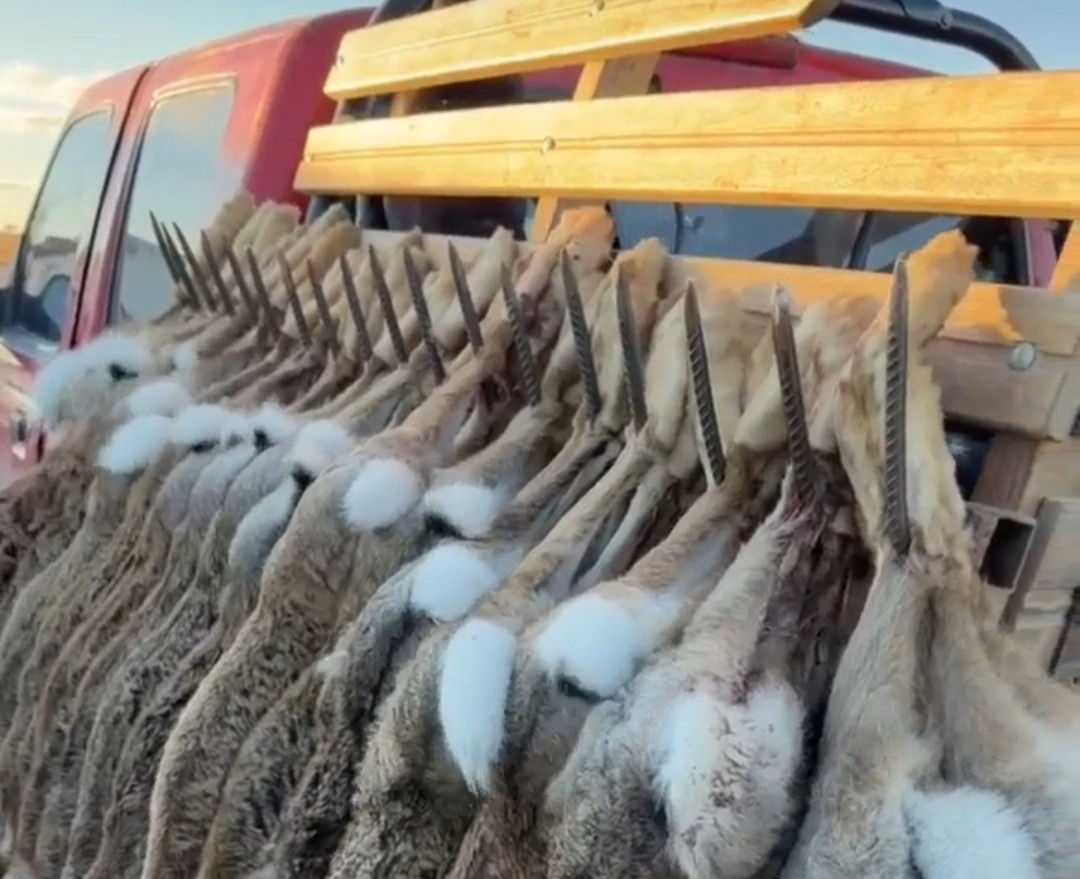 Comenzó la zafra de liebre en Esquel y esperan un importante movimiento económico para la región