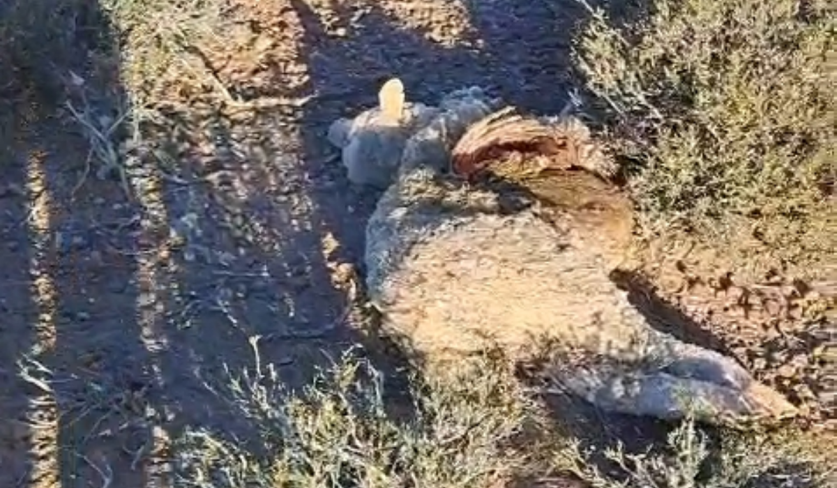 Productor advirtió sobre el fuerte crecimiento de la presencia de pumas en los campos y la mortandad de ovejas