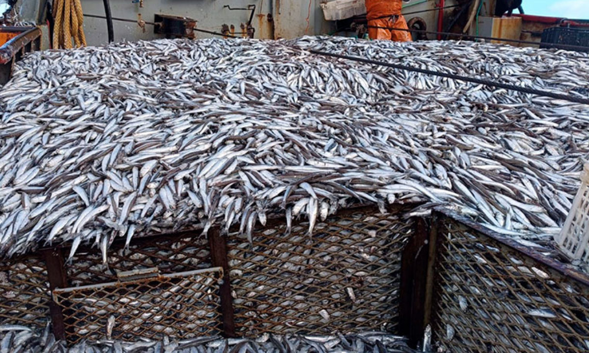 La temporada de anchoíta se desarrolla con buenos rindes