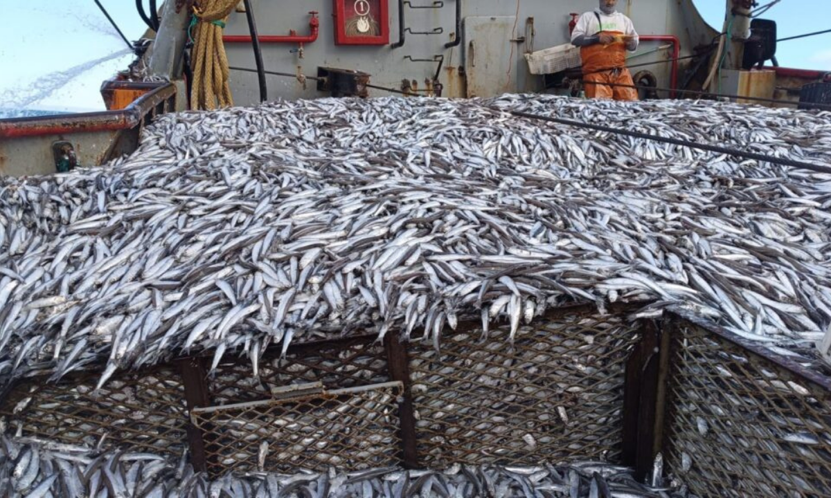 Terminó la temporada de pesca de anchoíta en Chubut