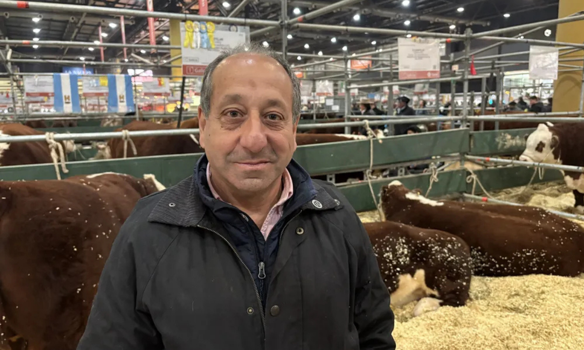 Orgullo chubutense: una cabaña de Sarmiento obtuvo el Gran Campeón Macho Hereford en la Rural de Palermo