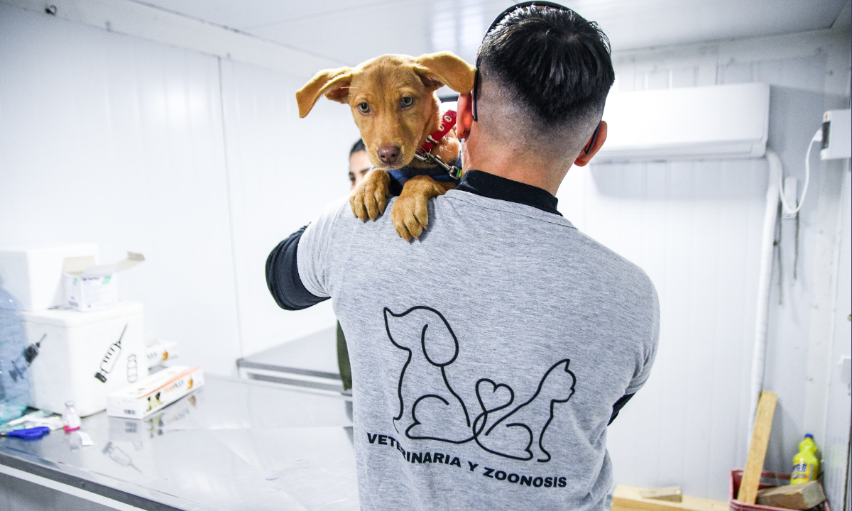 Puerto Madryn continúa con las campañas gratuitas de castración y vacunación antirrábica para perros y gatos