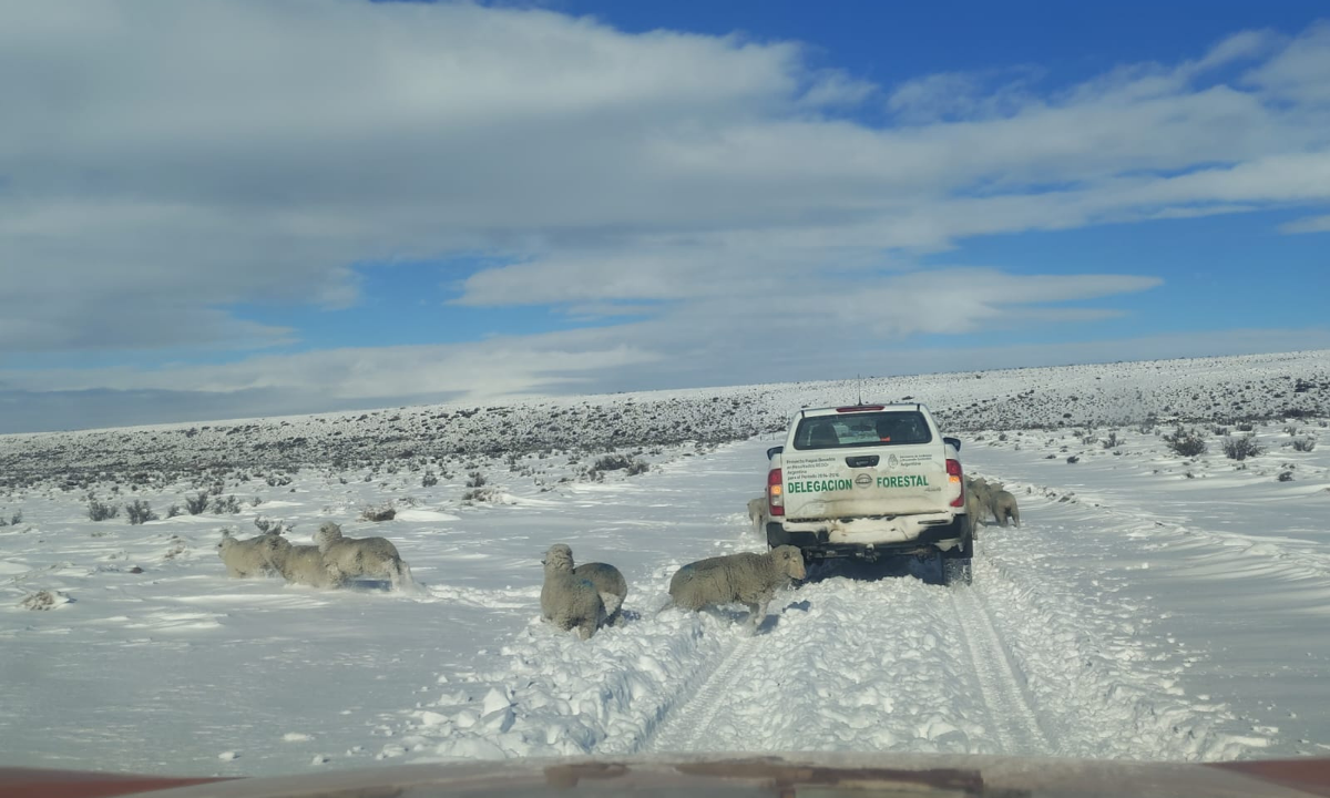 El Gobierno realiza operativo conjunto para asistir a pobladores afectados por la nieve en el sur provincial