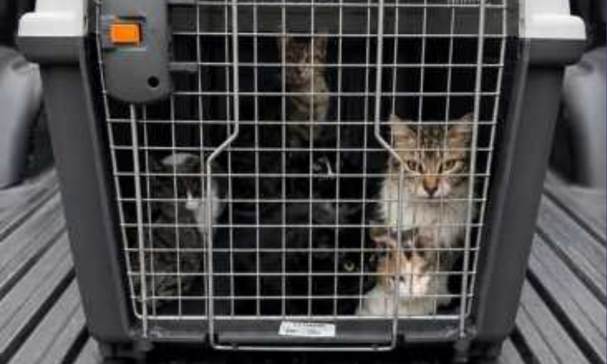 Rescataron 15 gatos en un operativo por maltrato animal y hacinamiento en Rawson