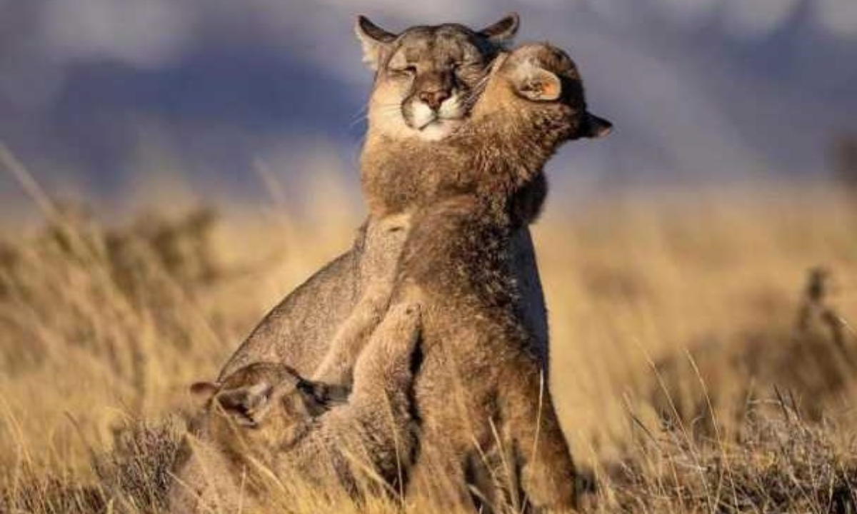 Investigan una red de caza furtiva de pumas que exhibía trofeos en redes sociales