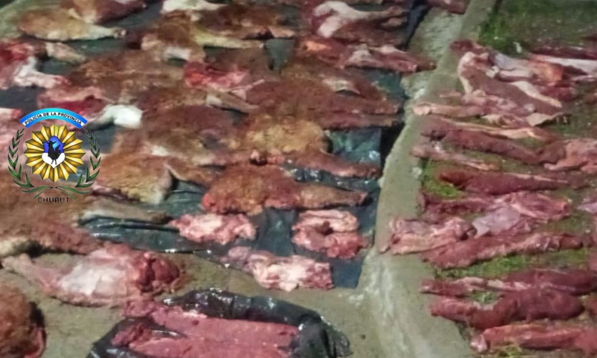Secuestran carne de 27 guanacos y un puma faenado en un operativo sobre la Ruta Nacional 3