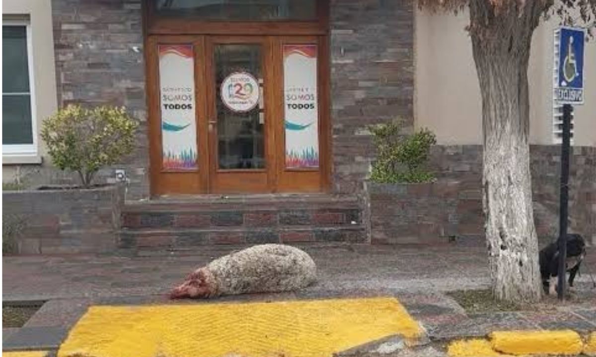 Sarmiento: un productor perdió cuatro ovejas por el ataque de perros y reclama medidas para frenar los casos