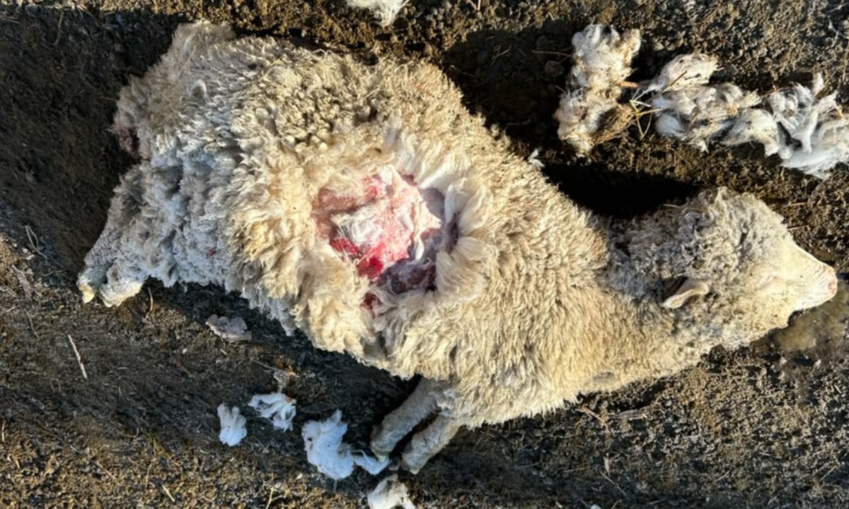 Productor de Dolavon abandonará la actividad ovina tras perder 50 animales por ataques de perros