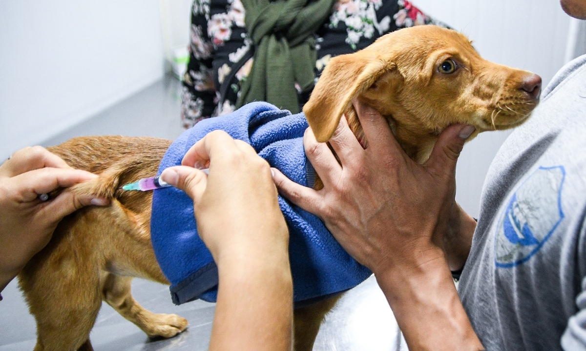Madryn continúa promoviendo el cuidado responsable de animales con campañas gratuitas para perros y gatos