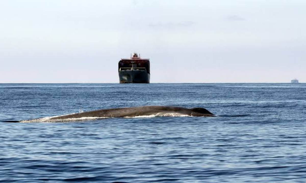Si se respetan las reglas, ballenas y buques pueden convivir en el Golfo Nuevo