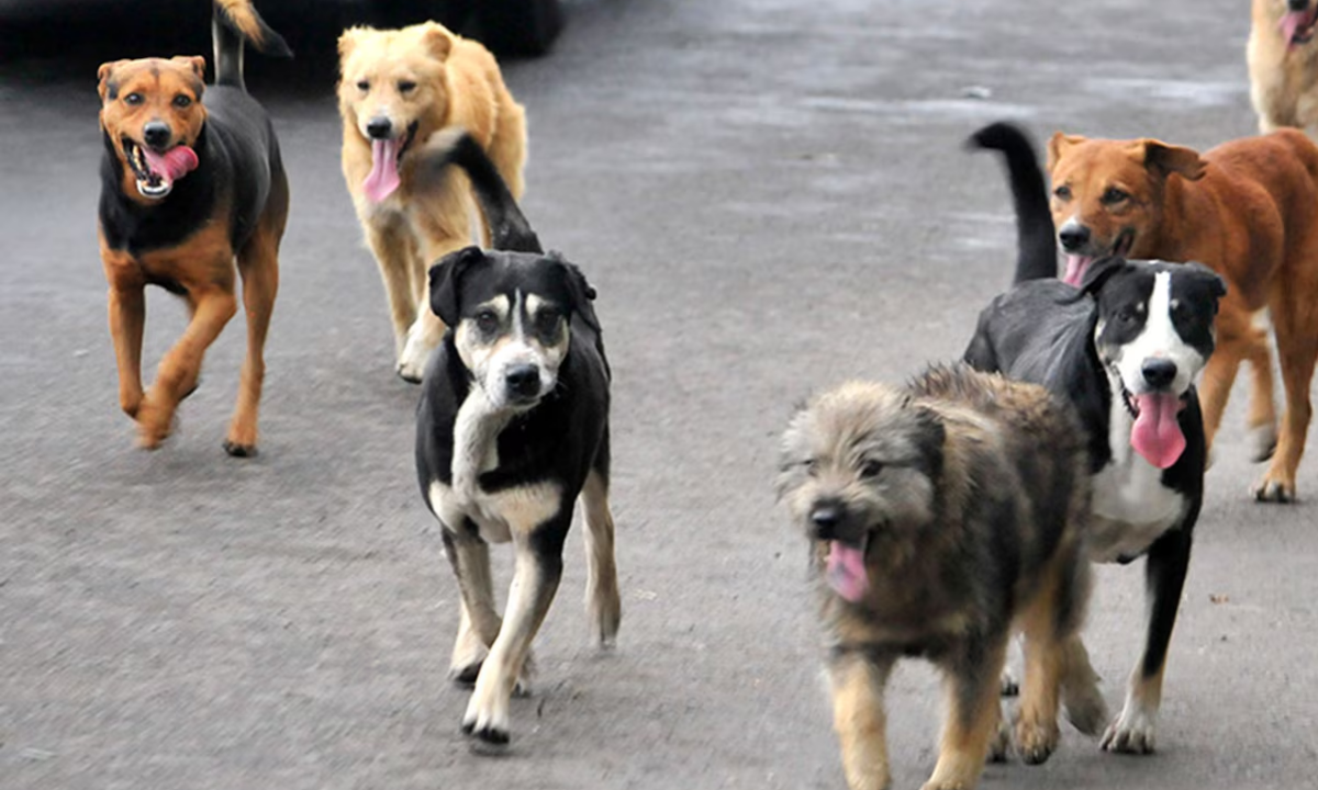 La Vecinal de Corradi realizará un censo de mascotas ante la gran presencia de perros en el barrio