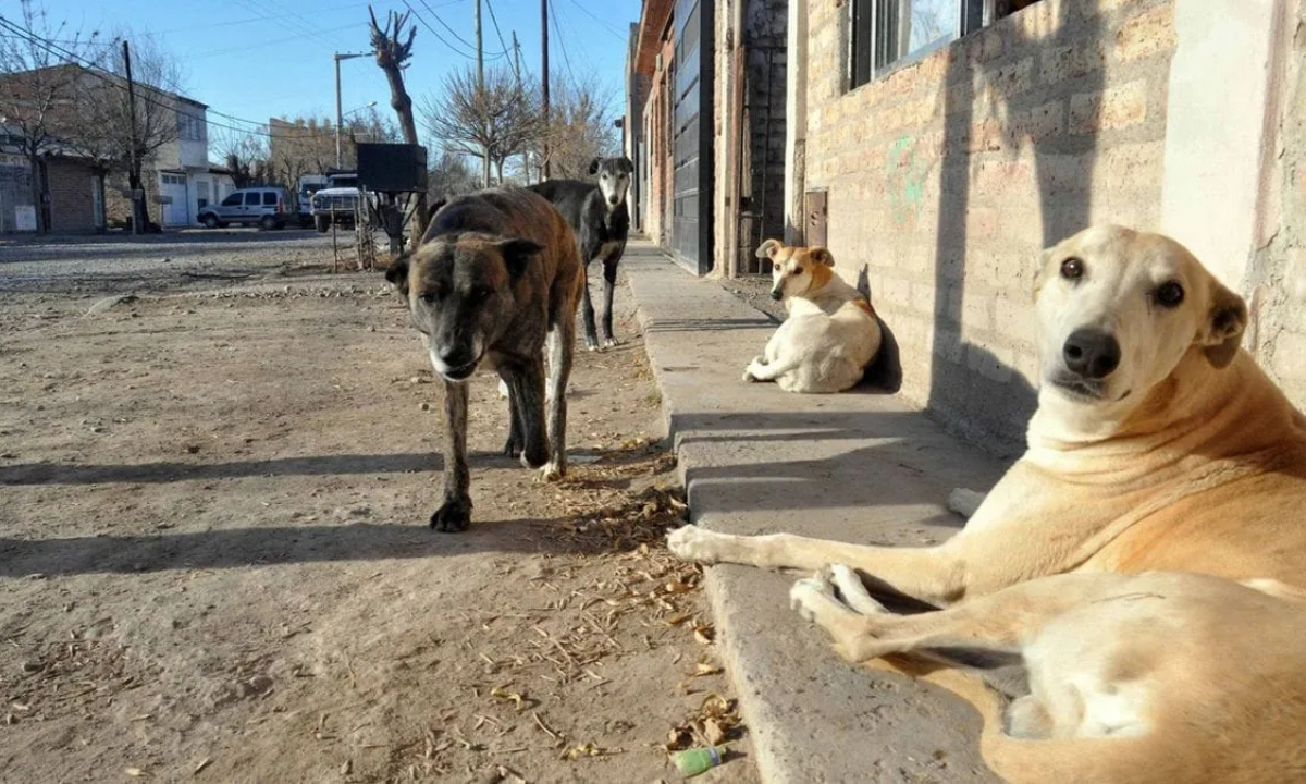 Prueba piloto en un barrio de Puerto Madryn para saber cuántos perros hay