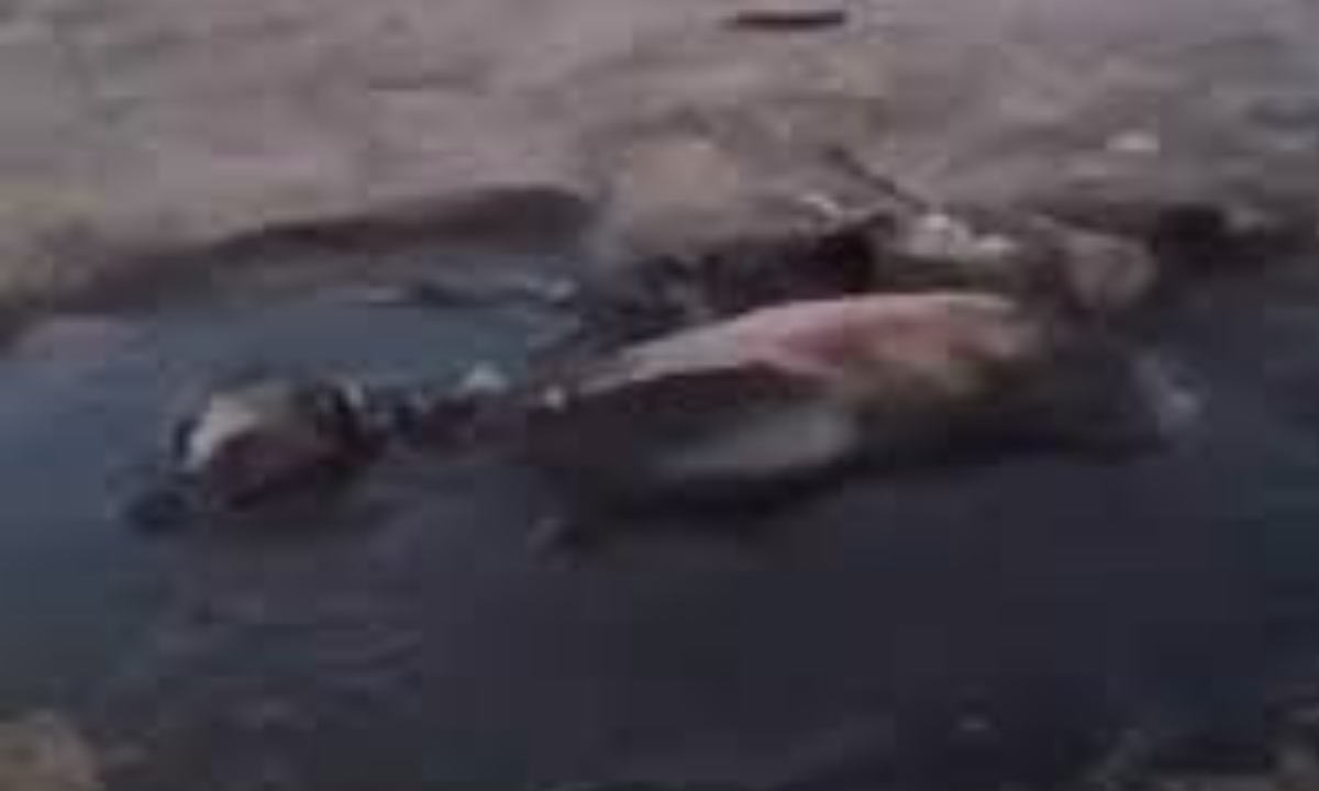 Rescataron a un perro cubierto de petróleo en Comodoro