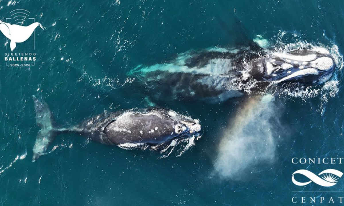 Científicos de Chubut documentaron por primera vez el viaje de una ballena de Península Valdés al Pacífico