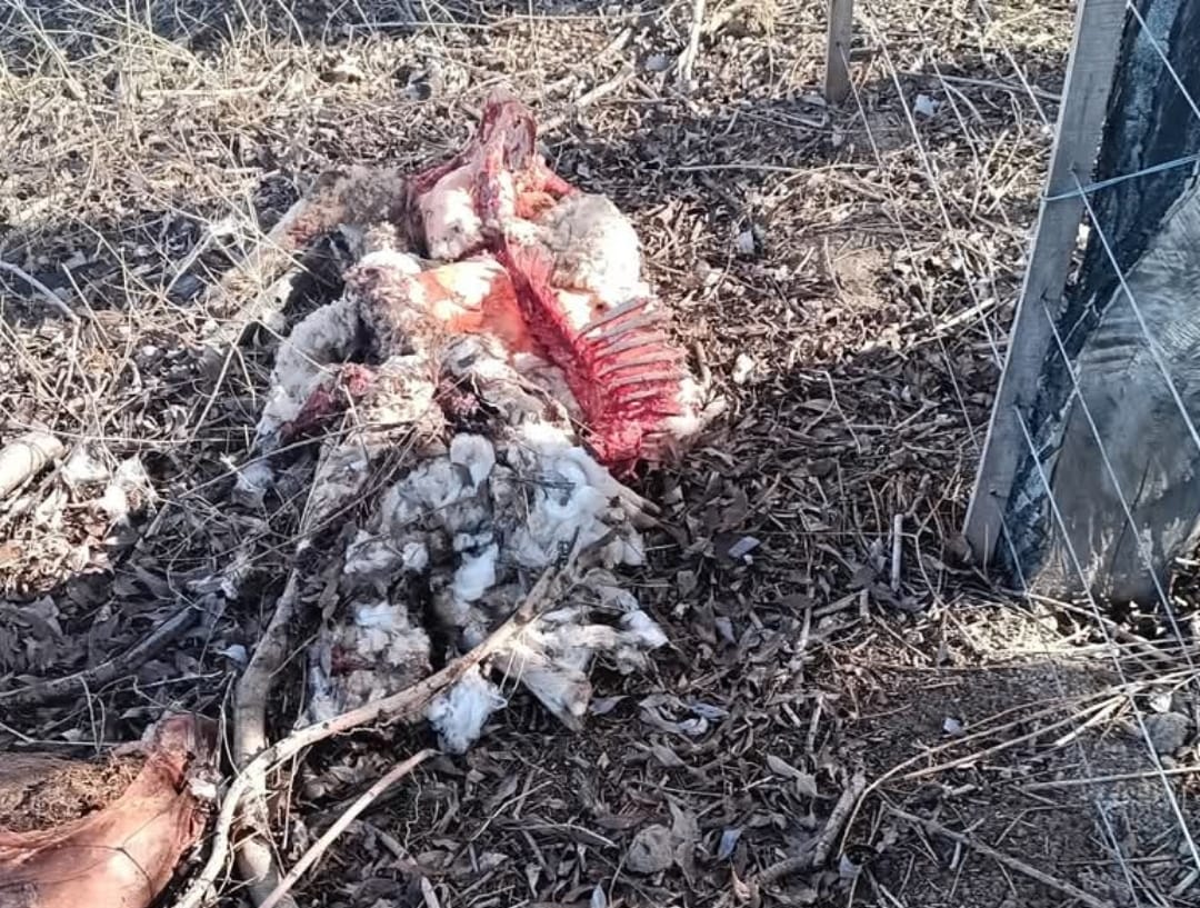 Un productor de Paso de Indios perdió casi toda su majada por los ataques de pumas