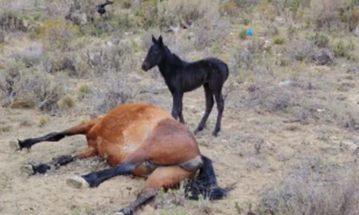 Hallaron una yegua muerta y un potrillo de dos semanas a su lado en Comodoro