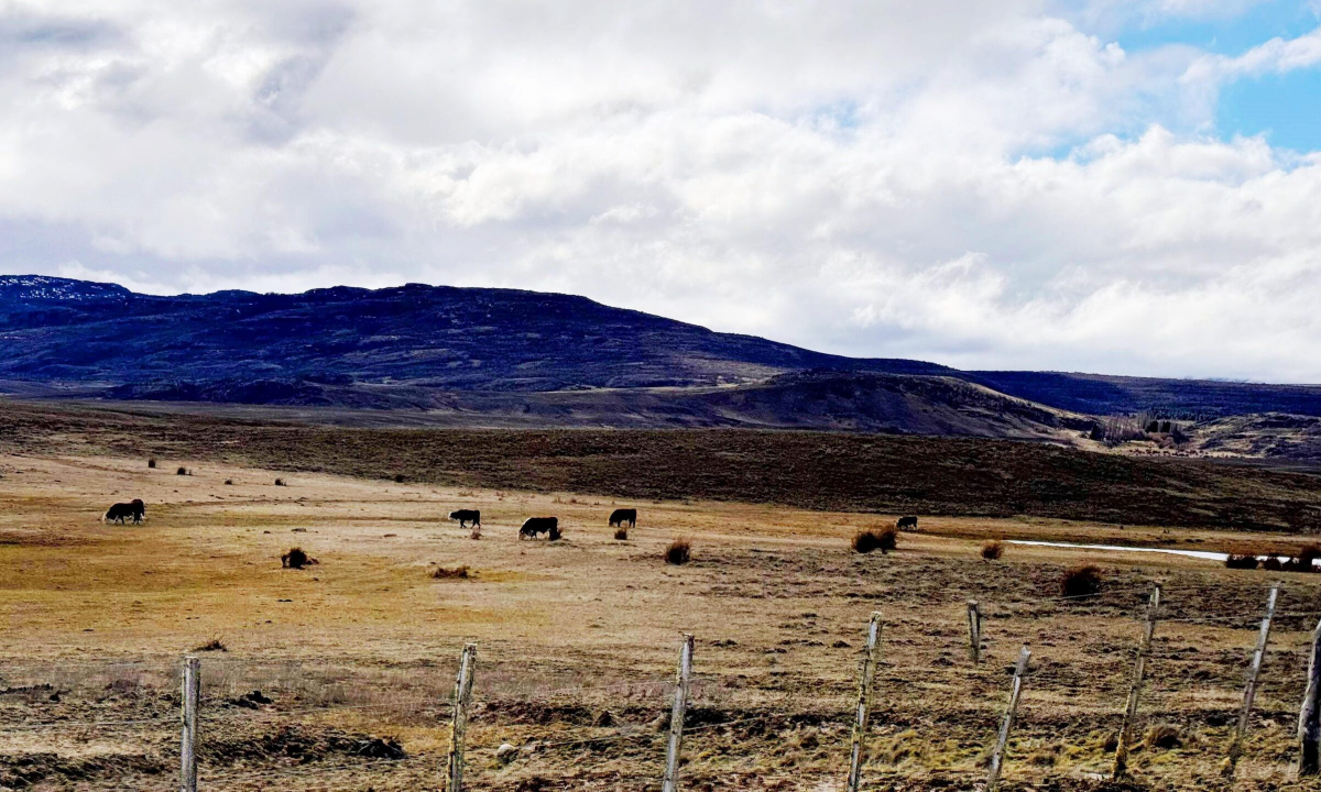 El campo está en terapia intensiva