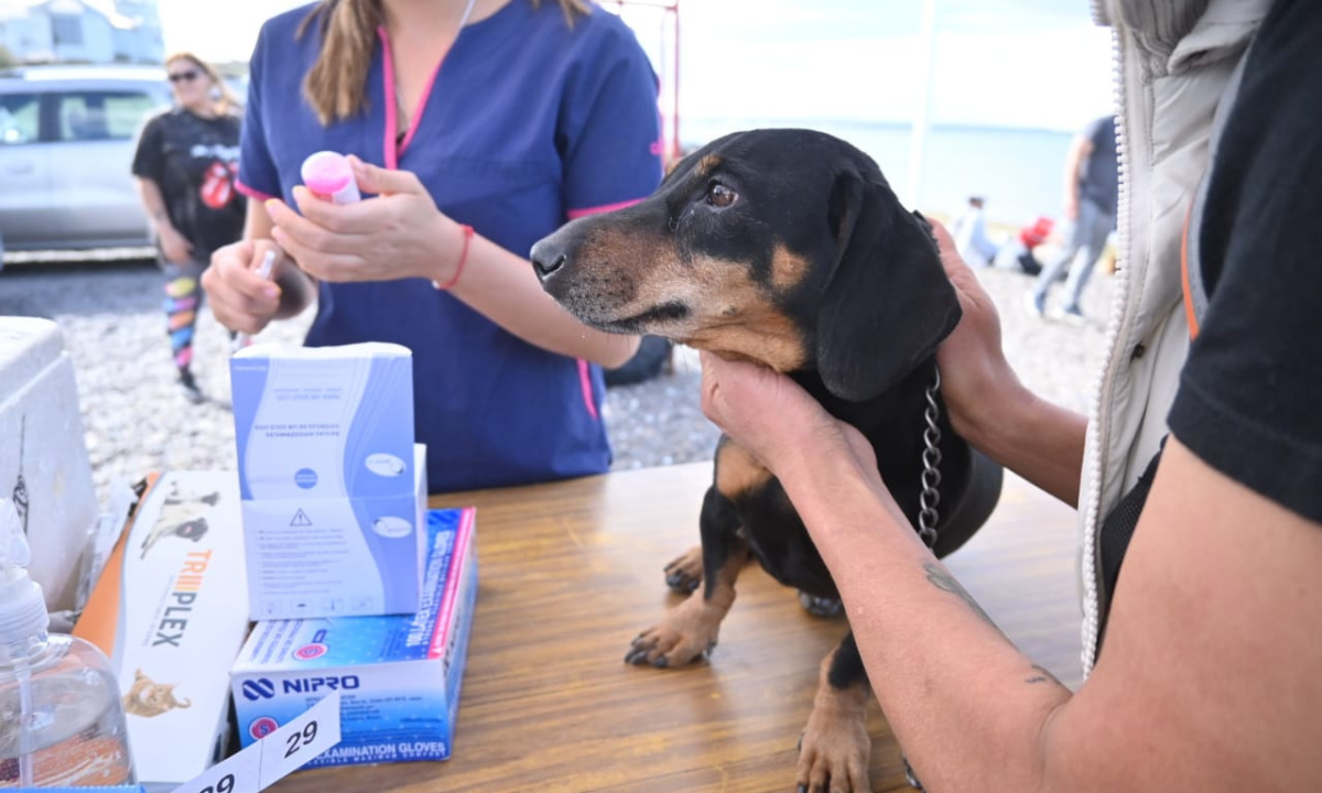 Continúan las campañas gratuitas para el cuidado responsable de perros y gatos en Puerto Madryn