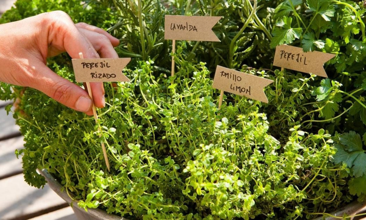 Primavera: las claves para cultivar aromáticas en casa
