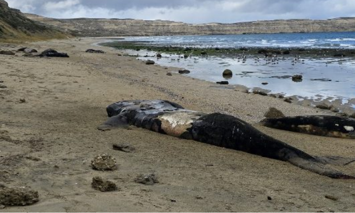 Mortandad de ballenatos: Ambiente confirmó la presencia de una bacteria y descartó, hasta el momento, factores humanos