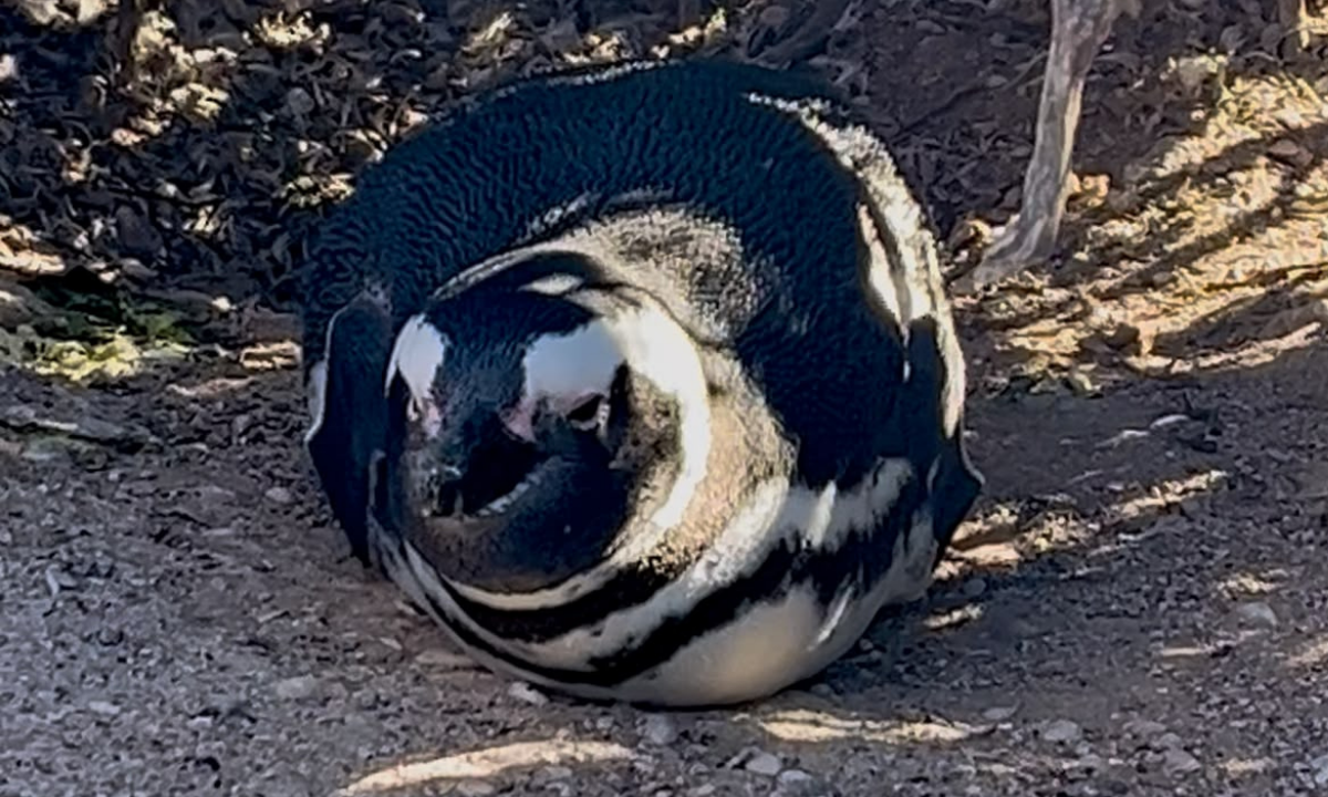Punta Tombo abrió la temporada con cientos de visitantes y una colonia de pingüinos en crecimiento