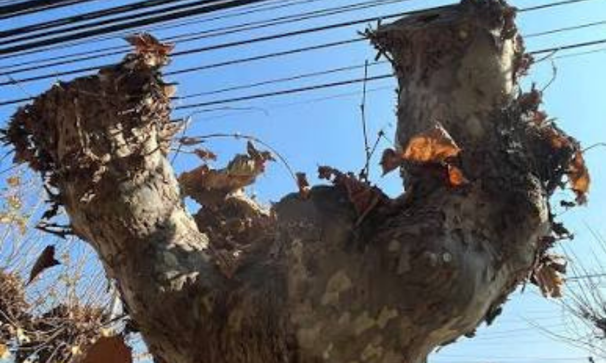 Ingeniero agrónomo cuestiona la poda y tala de árboles en Trelew