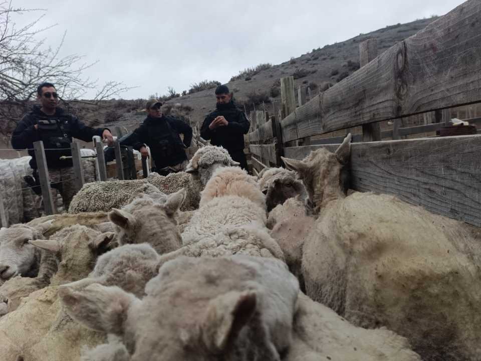 Investigan una presunta red de abigeato tras el robo de más de 300 animales en Tecka