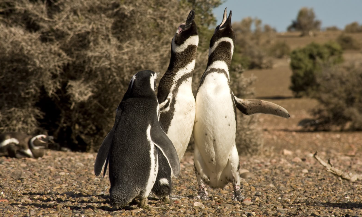 Comenzó la temporada de pingüinos en Cabo Dos Bahías con nuevas obras y mejoras en el área protegida