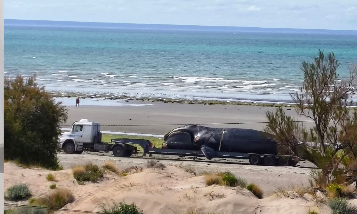 Expertos investigan la aparición de ballenas adultas muertas en las costas de Chubut
