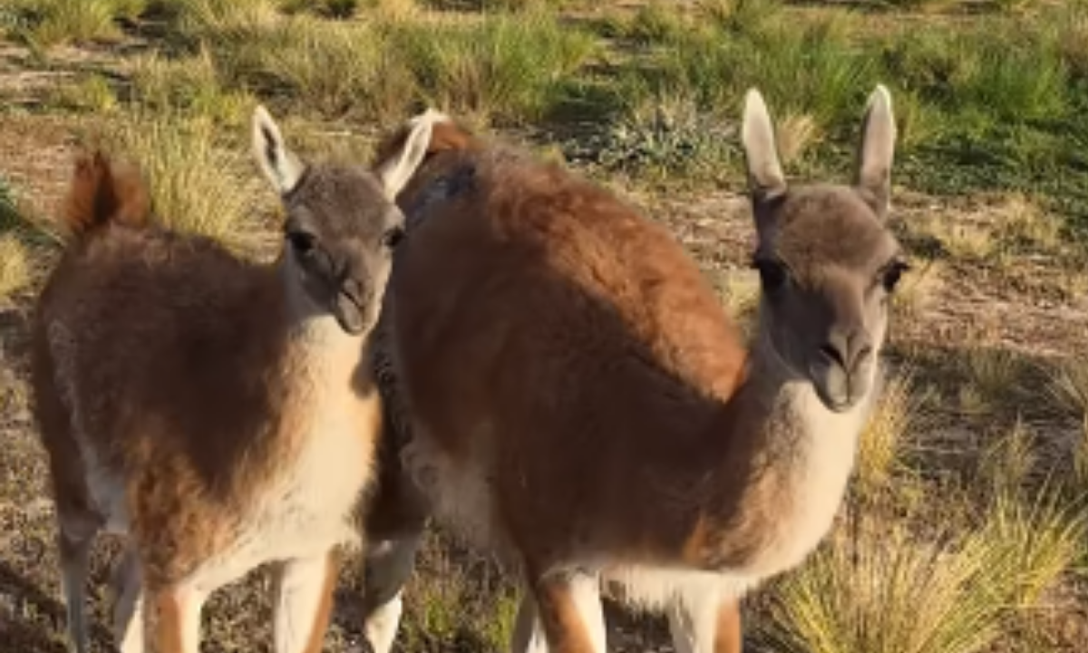 Balean a un guanaco en recuperación y denuncian el ingreso de cazadores a una estancia cerca de Madryn