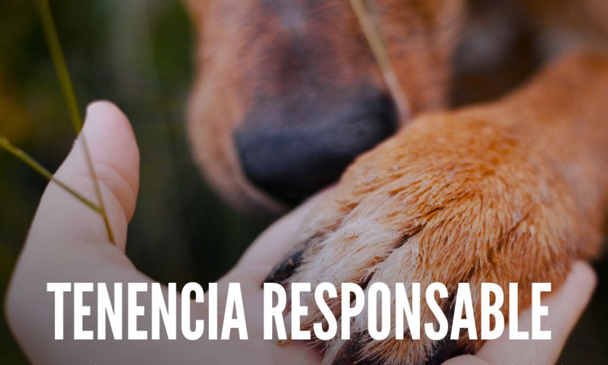 Gaiman recuerda la importancia de la tenencia responsable de mascotas