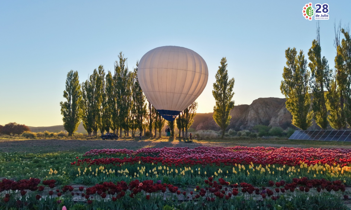 Un globo aerostático sobrevoló por primera vez los tulipanes de 28 de Julio