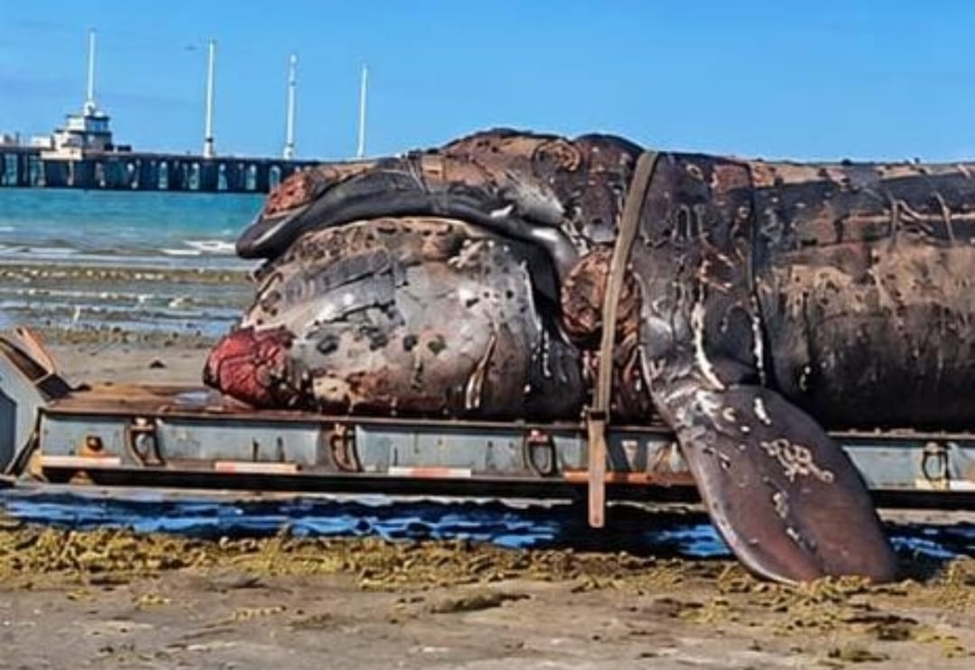 Ambiente habló de un número “extraordinario” de muertes de ballenas y desmintió prohibición para que la gente ingrese al mar