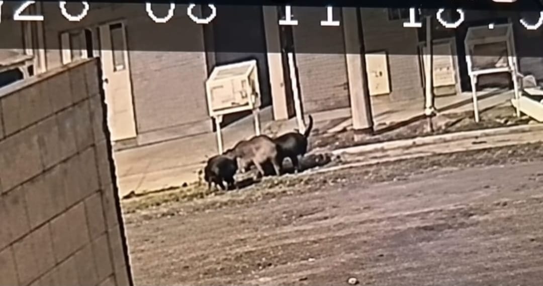 Una jauría mató a un perro en el barrio 71 Viviendas y los vecinos reclaman controles al municipio